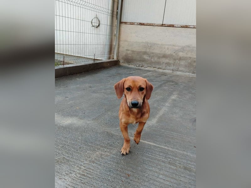 süßer kleiner Dachel Mischlings-Rüde Rudi sucht seine Familie