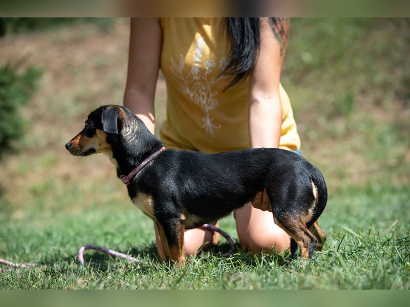 Kito
