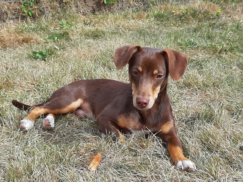 Pino, freundlicher sozialer Bube
