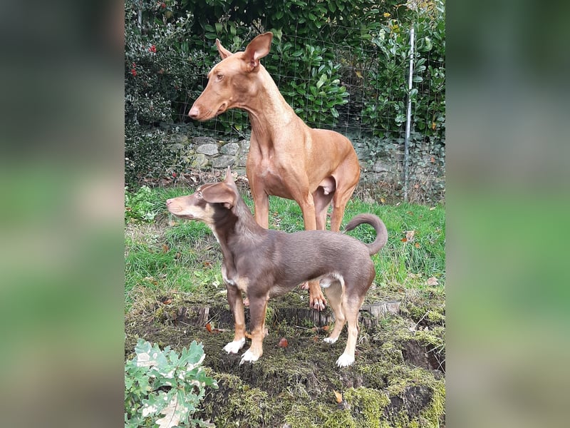 Pino, sucht einfühlsame Menschen