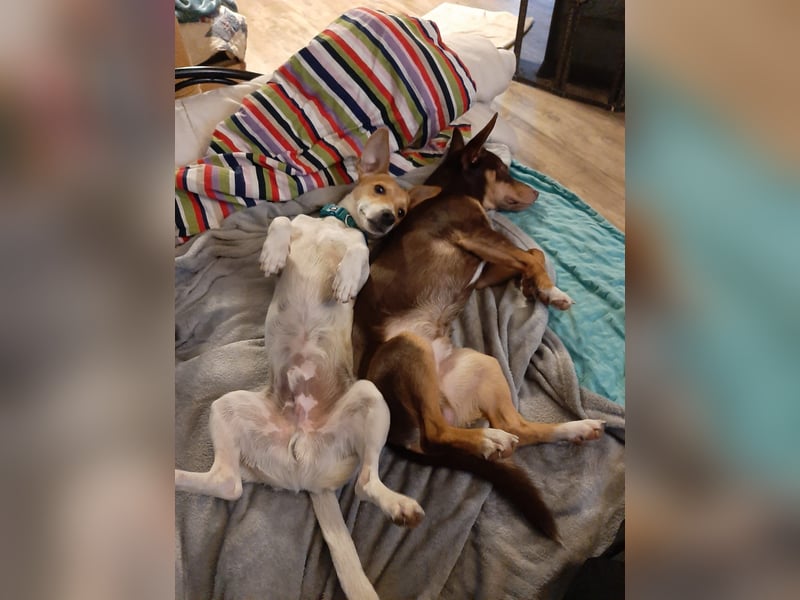 Pino, sucht einfühlsame Menschen