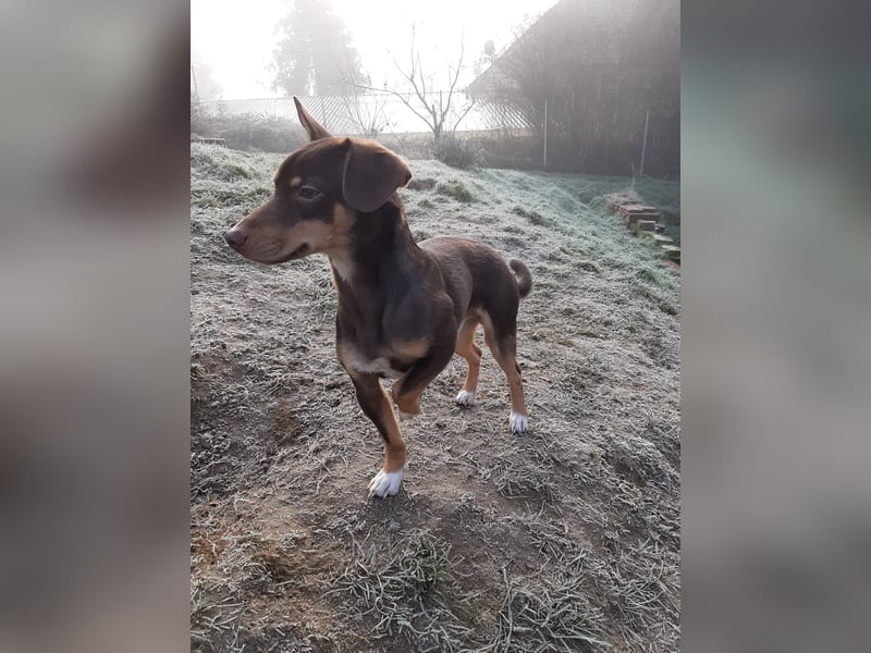 Pino, sucht einfühlsame Menschen