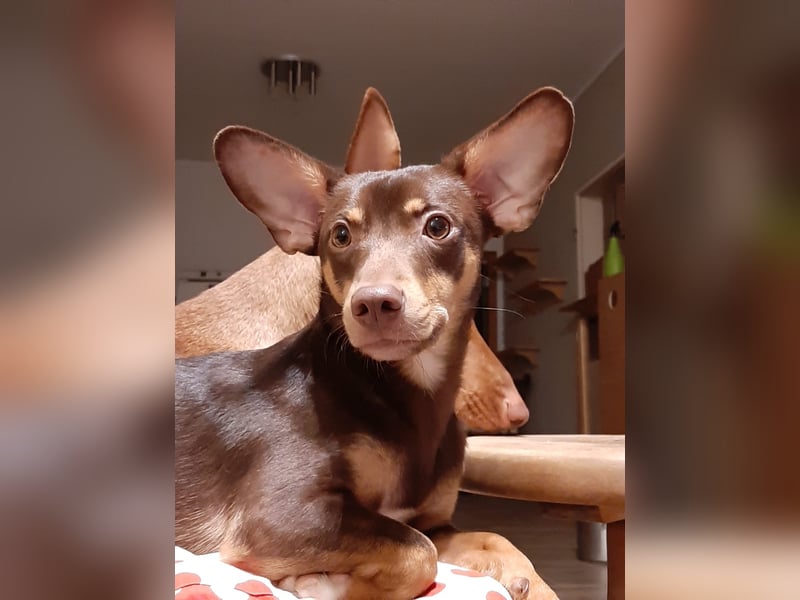 Pino, sucht einfühlsame Menschen