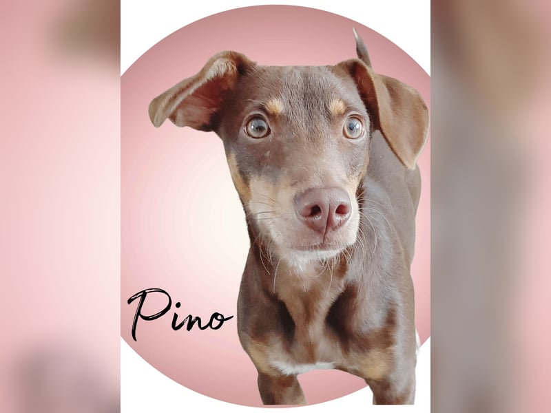 Pino, ein zarter freundlicher Bub