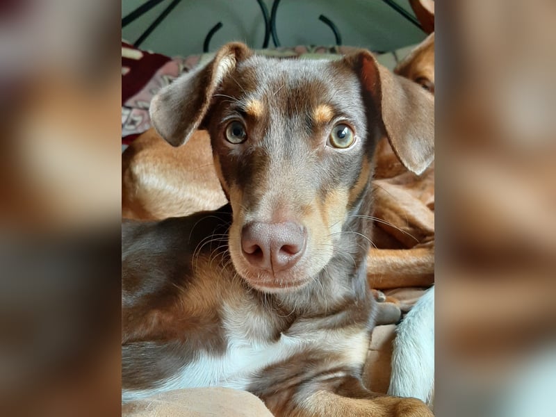 Pino, sucht einfühlsame Menschen