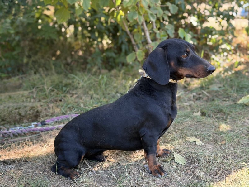 Apollo - Kleiner Schatz auf der Suche nach seinem Zuhause!