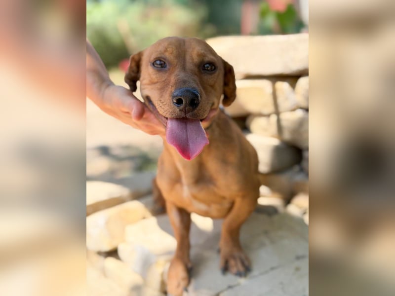 Archie (Abner) Sensibler Rüde sucht Liebe und Geborgenheit!