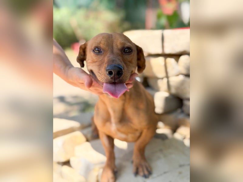 Archie (Abner) Sensibler Rüde sucht Liebe und Geborgenheit!