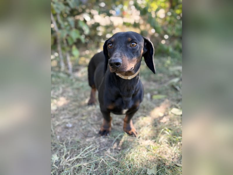Apollo - Kleiner Schatz auf der Suche nach seinem Zuhause!