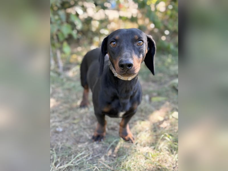 Apollo - Kleiner Schatz auf der Suche nach seinem Zuhause!