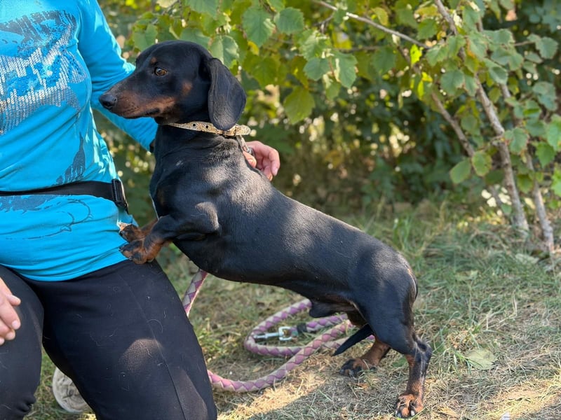 Apollo - Kleiner Schatz auf der Suche nach seinem Zuhause!