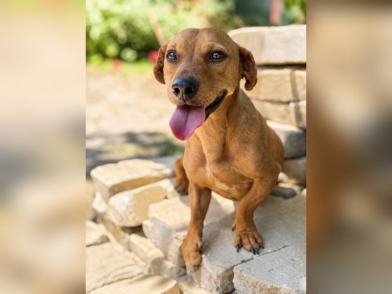 Archie (Abner) Sensibler Rüde sucht Liebe und Geborgenheit!