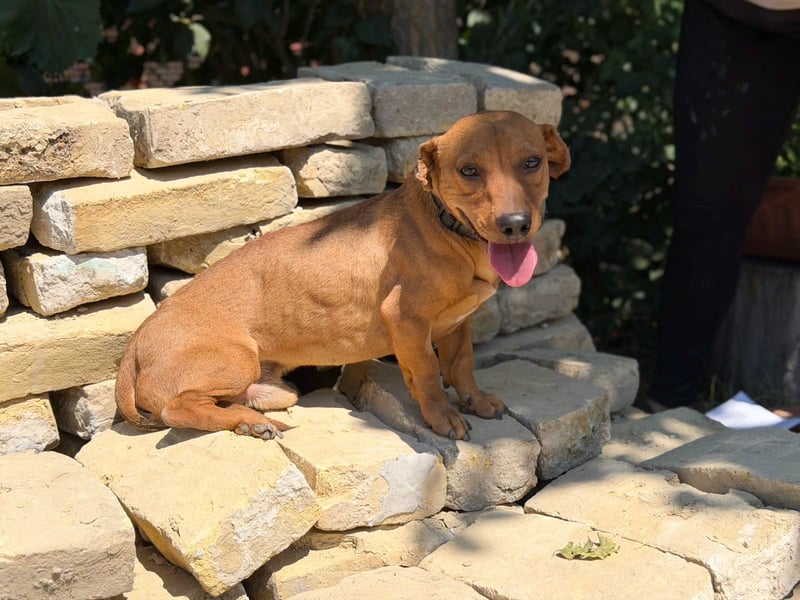 Archie (Abner) Sensibler Rüde sucht Liebe und Geborgenheit!