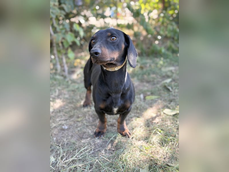 Apollo - Kleiner Schatz auf der Suche nach seinem Zuhause!