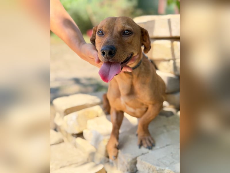Archie (Abner) Sensibler Rüde sucht Liebe und Geborgenheit!