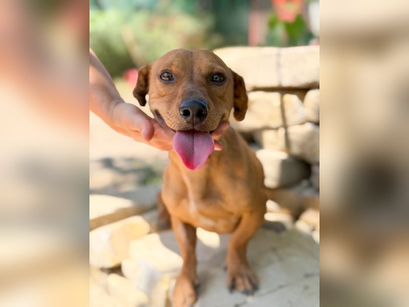 Archie (Abner) Sensibler Rüde sucht Liebe und Geborgenheit!