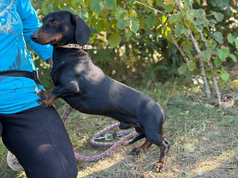 Apollo - Kleiner Schatz auf der Suche nach seinem Zuhause!