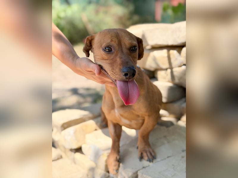 Archie (Abner) Sensibler Rüde sucht Liebe und Geborgenheit!