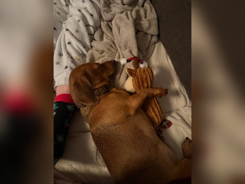 Mishel – süßer Dackel-Mischling sucht sein passendes Zuhause