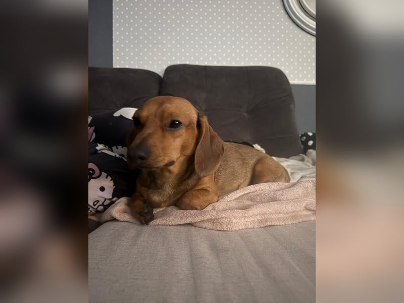 Mishel – süßer Dackel-Mischling sucht sein passendes Zuhause