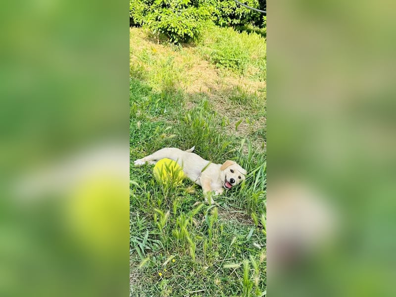 Junghund GIO sucht seine Familie
