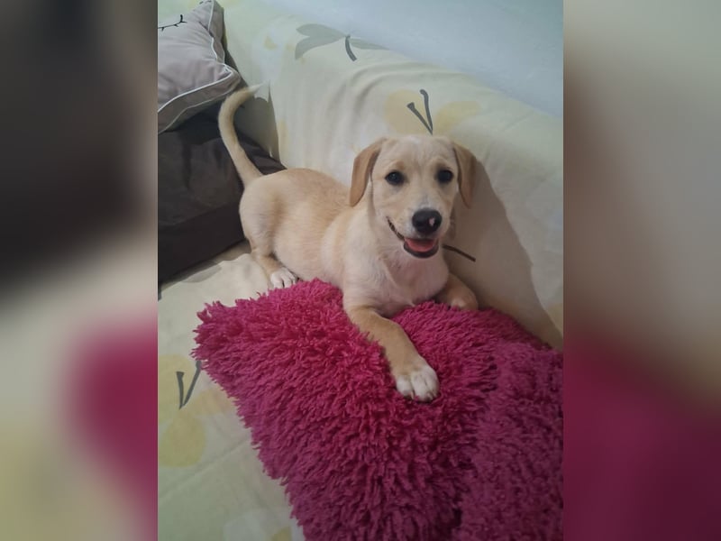 Junghund GIO sucht seine Familie