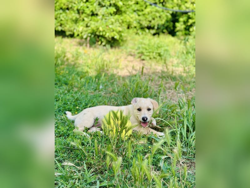 Junghund GIO sucht seine Familie
