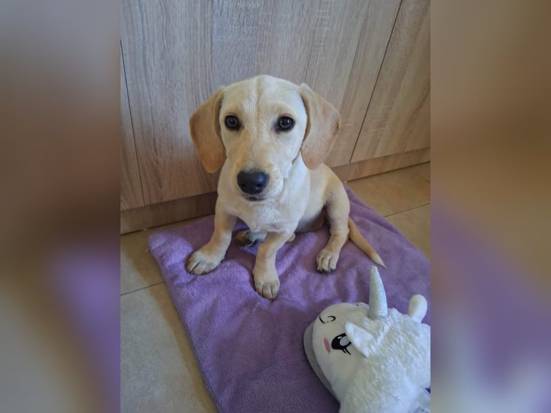 Junghund GIO sucht seine Familie