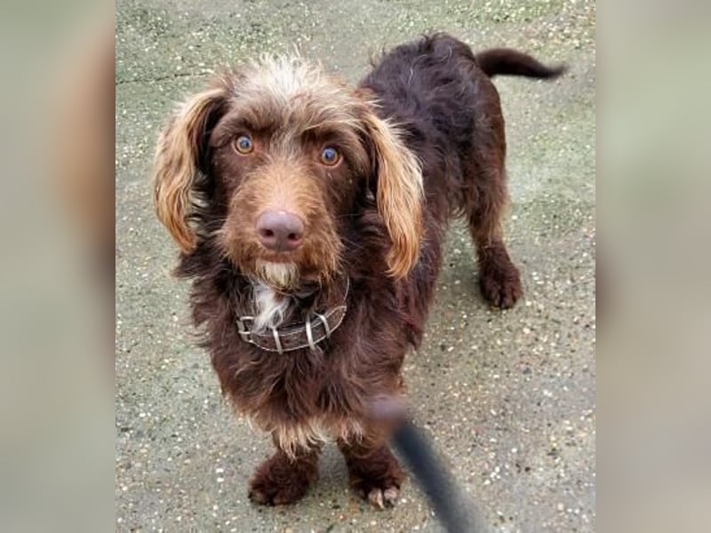 Pituko, ein Sonnenschein auf vier Beinen