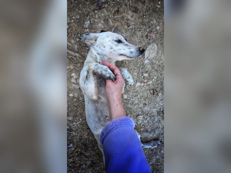 Lupa, eine kleine freundliche Hündin