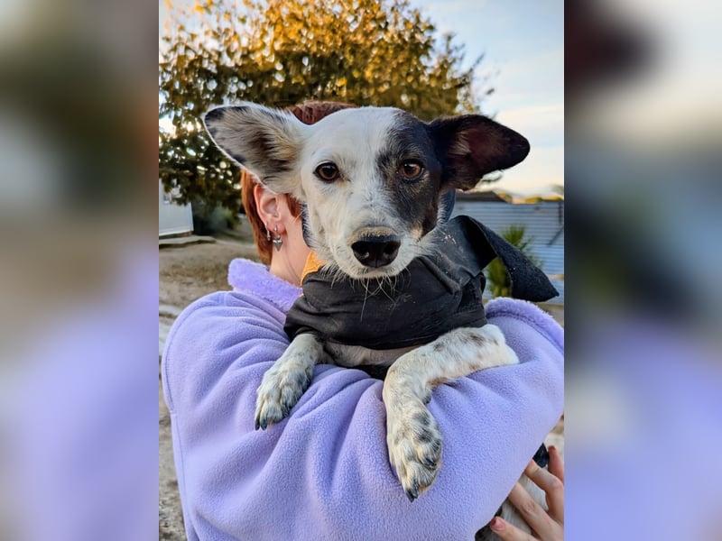 Lupa, eine kleine freundliche Hündin