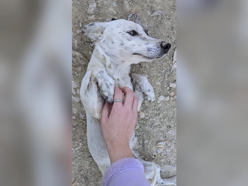 Lupa, eine kleine freundliche Hündin