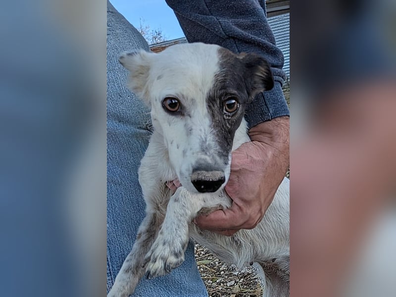 Lupa, eine kleine freundliche Hündin