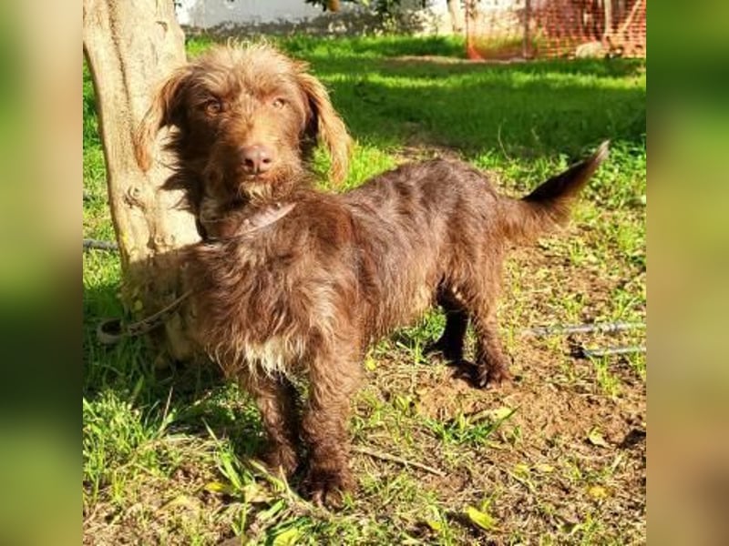 Pituko, ein Sonnenschein auf vier Beinen