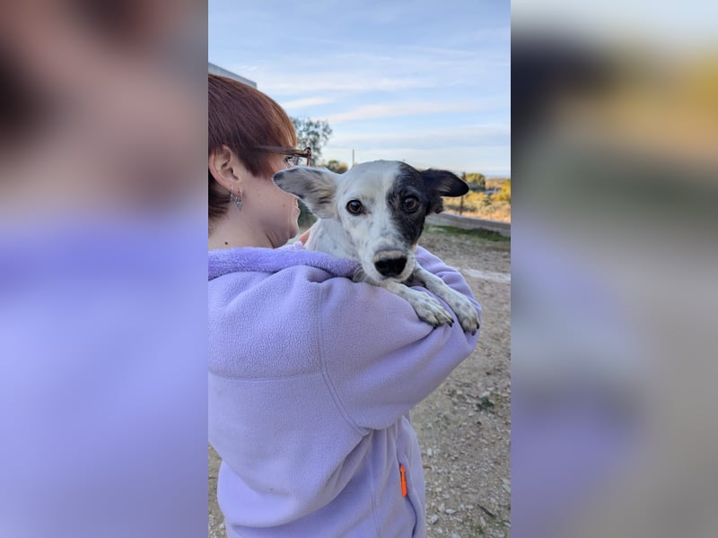 Lupa, eine kleine freundliche Hündin