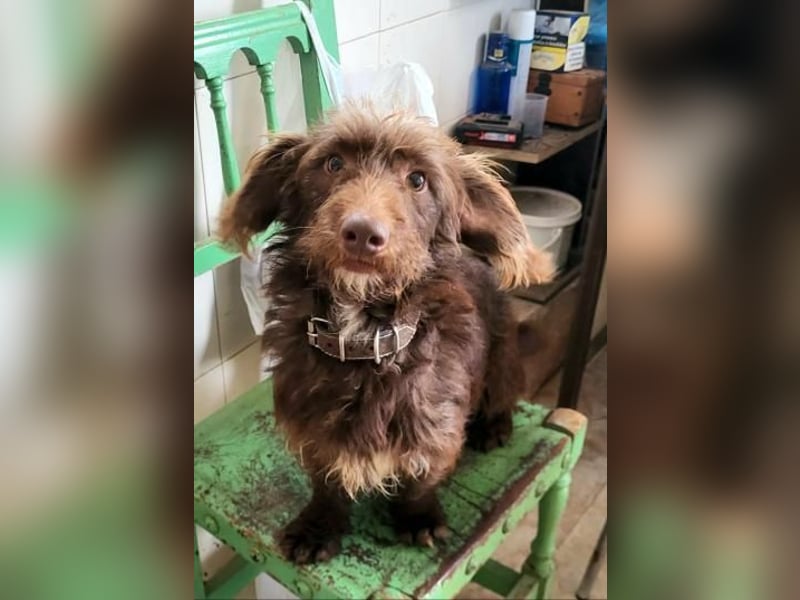 Pituko, ein Sonnenschein auf vier Beinen