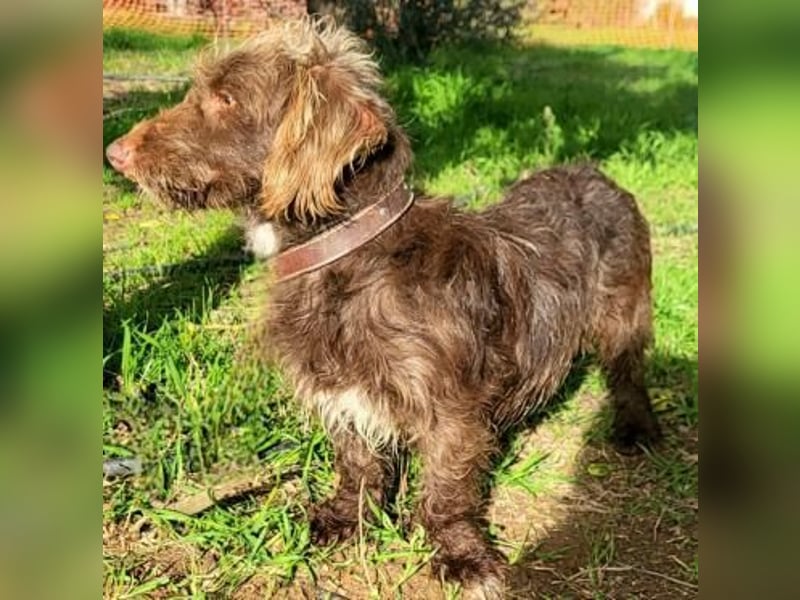 Pituko, ein Sonnenschein auf vier Beinen