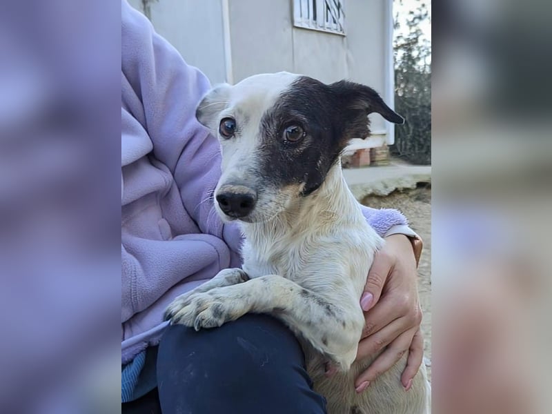 Lupa, eine kleine freundliche Hündin