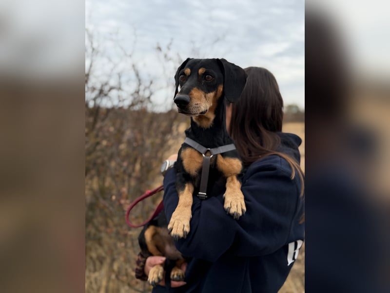 Colton - Kleiner Herzenshund sucht endlich sein Glück!