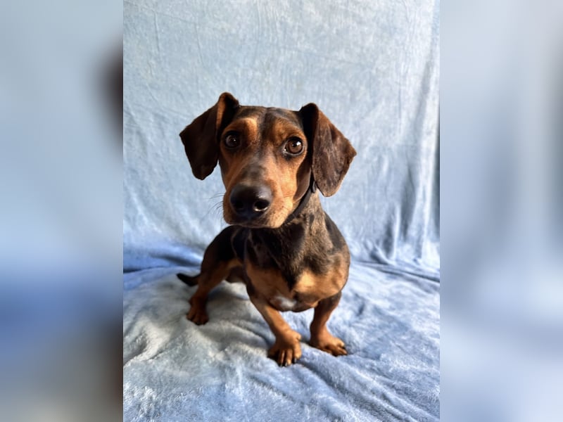 Barney - Sensibler Rüde sucht liebevolles Zuhause!