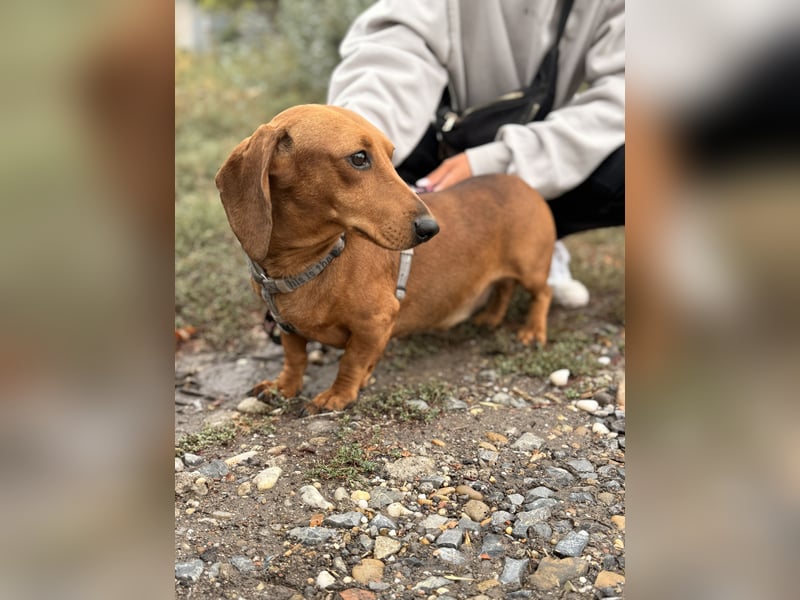 Bandit - Kleiner Dackelrüde sucht sein Glück