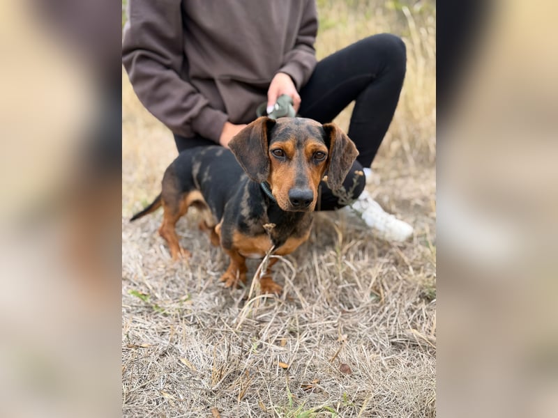 Barney - Sensibler Rüde sucht liebevolles Zuhause!