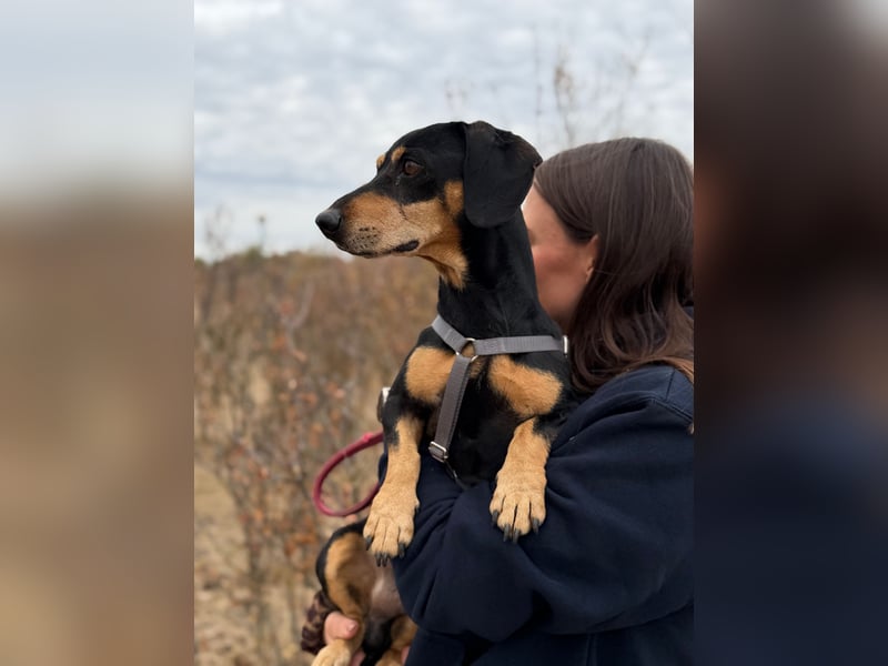 Colton - Kleiner Herzenshund sucht endlich sein Glück!