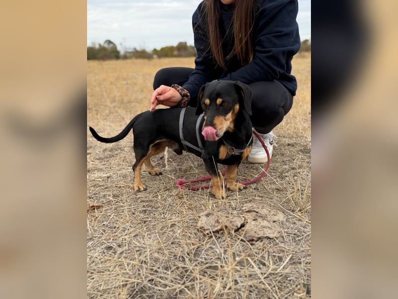 Colton - Kleiner Herzenshund sucht endlich sein Glück!