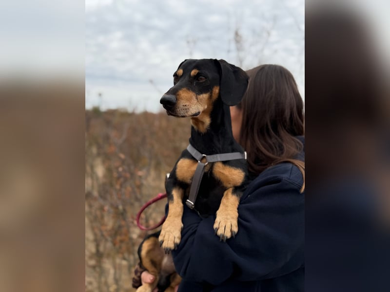 Colton - Kleiner Herzenshund sucht endlich sein Glück!