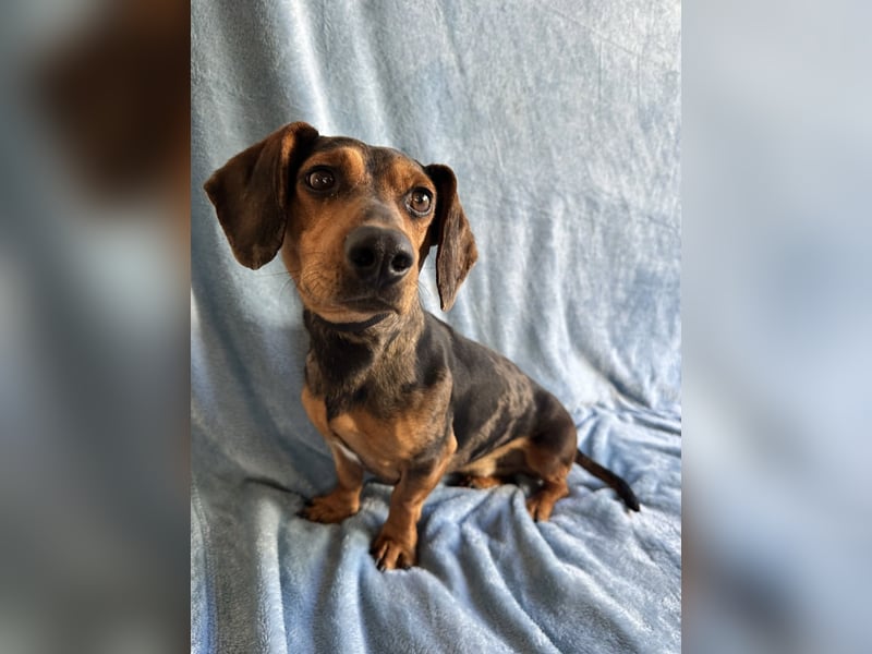 Barney - Sensibler Rüde sucht liebevolles Zuhause!