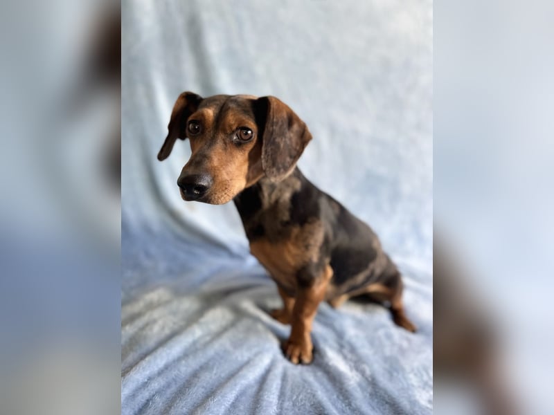 Barney - Sensibler Rüde sucht liebevolles Zuhause!