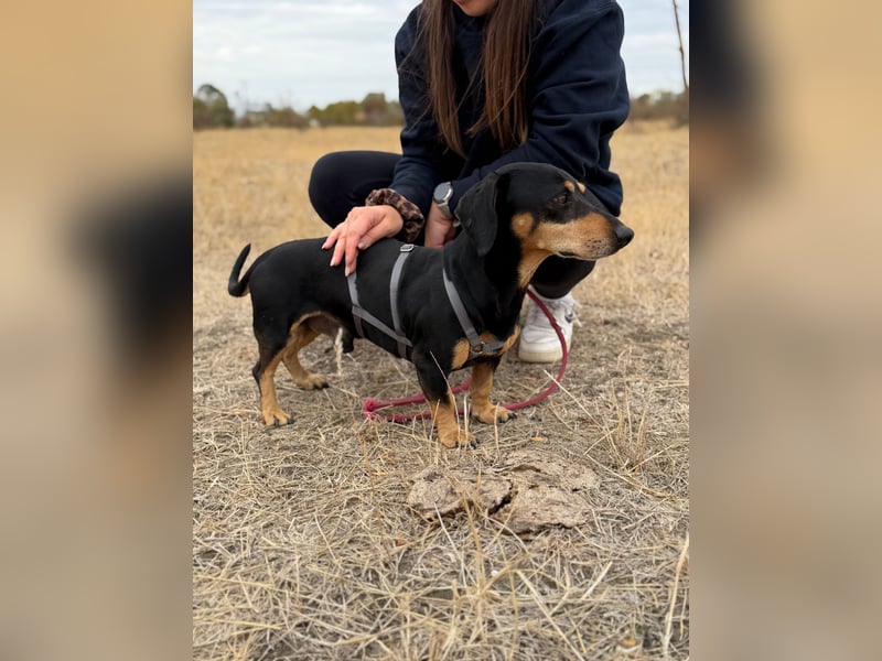 Colton - Kleiner Herzenshund sucht endlich sein Glück!