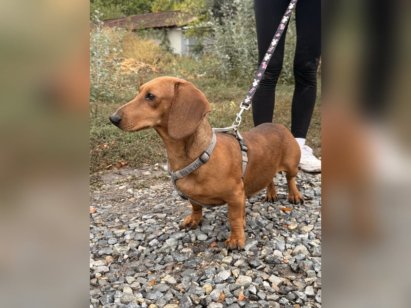 Bandit - Kleiner Dackelrüde sucht sein Glück