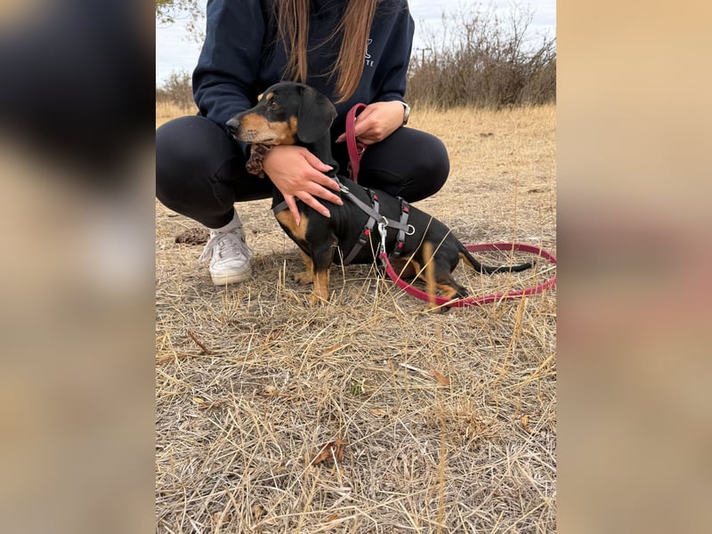 Colton - Kleiner Herzenshund sucht endlich sein Glück!